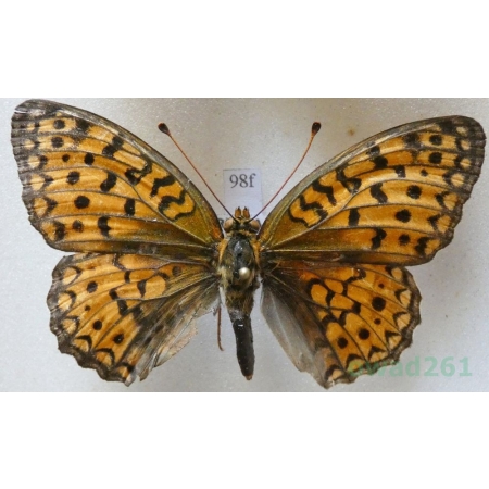 Argynnis adippe (Denis & Schiffermüller, 1775) female Dostojka adype Croatia98f